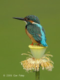 Kingfisher, Common (male) @ Botanic Gardens