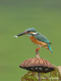 Kingfisher, Common (male) @ Botanic Gardens