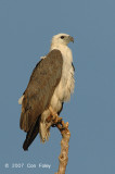 Eagle, White-bellied Fish @ Kg. Abai