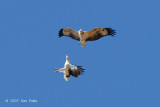 Eagle, White-bellied Fish @ Kg. Abai