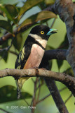Broadbill, Black-and-yellow (male - singing)
