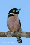 Broadbill, Black-and-yellow (female)