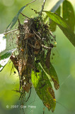 Broadbill, Black-and-yellow (nest)