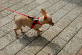Killer chihuahua on campus