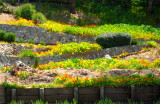 A terraced garden in Tiburon