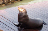 Sea Lion at Pier 39