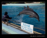 Dolphin #4