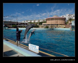 Dolphin #5