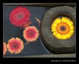 Floating Flowers