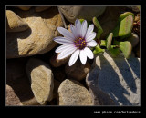 Beach Flower