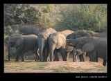 Thirsty Elephants