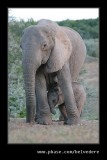 Elephants Drinking at Dusk #07