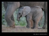 Elephants Drinking at Dusk #09
