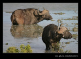 Buffalo Watering Hole #3, Addo