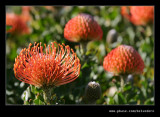 Pin Cushion Protea #1