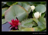 Lily Pool #2, Hidcote Manor