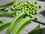 Peas3.JPG