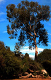 Balboa Park Trees