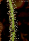 Threadleaf Sundew: Drosera filiformis var. tracyi