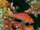 P5288490-a.jpg