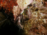 P5288581-a.jpg