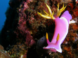 Hypselodoris apolegma (Yonow, 2001)