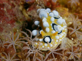 Phyllidia ocellata (Cuvier, 1804)