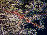 P5298644-a.jpg