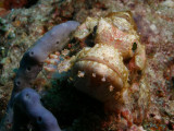 P5298678-a.jpg