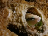 P5298703-a.jpg