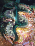 P5217520-a.jpg