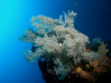 P5227606-a.jpg