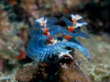 P5227612-a.jpg