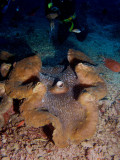 P5227658-a.jpg