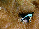 P5227702-a.jpg