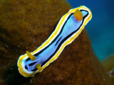 Chromodoris annae (Bergh, 1877)