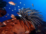 P5247844-a.jpg