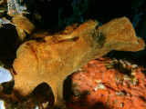 P5247859-a.jpg
