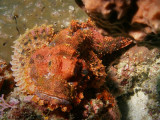 P5207219-a.jpg