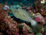 P5207232-a.jpg