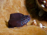 P5207247-a.jpg