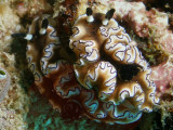 Glossodoris atromarginata (Cuvier, 1804)