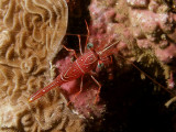 P5207367-a.jpg