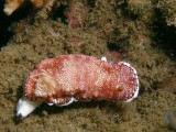 Chromodoris tinctoria (Rüppell & Leuckart, 1828)