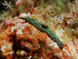 Nembrotha kubaryana (Bergh, 1877)