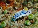 Chromodoris lochi (Rudman, 1982)