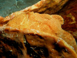 P5186994-a.jpg