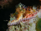 Pteraeolidia ianthina (Angas, 1864)