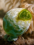 P5268146-a.JPG