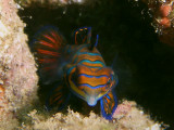 P5268216-a.JPG
